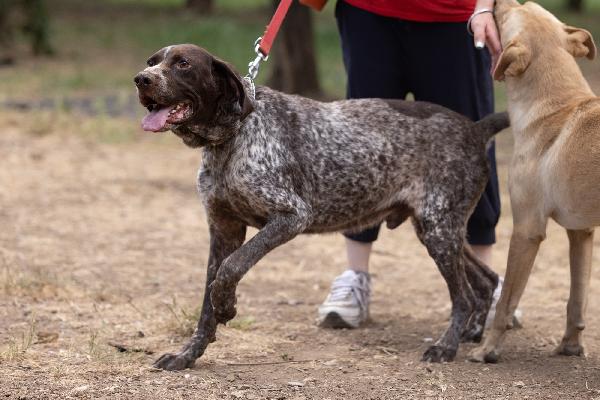 Igor Splendido Giovane Bracco Tedesco Cerca Famiglia  Foto 2